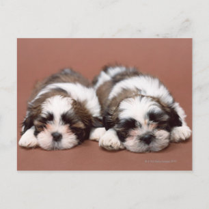Shih Tzu Postcard