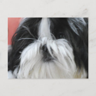 Shih Tzu  Postcard
