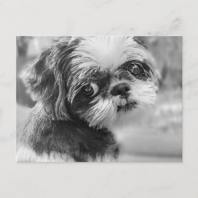 Shih Tzu Postcard (Front)