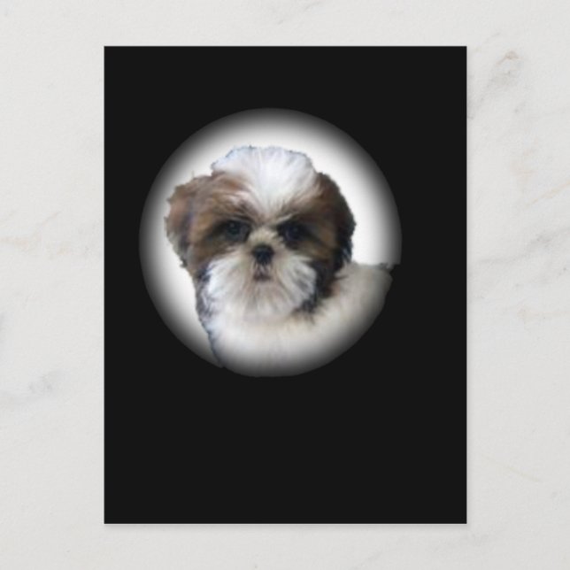 Shih-Tzu Postcard (Front)