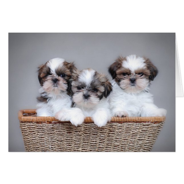 Shih Tzu puppies (Front Horizontal)