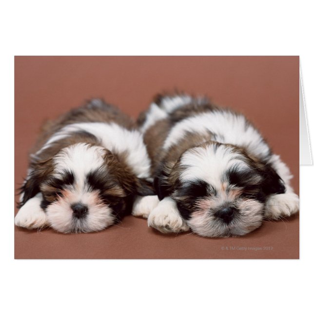 Shih Tzu Puppies (Front Horizontal)