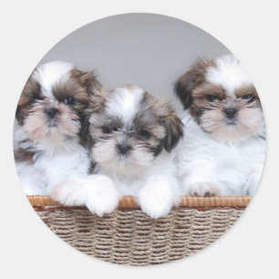 Shih Tzu puppies Classic Round Sticker