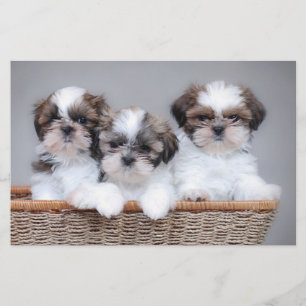 Shih Tzu puppies Stationery