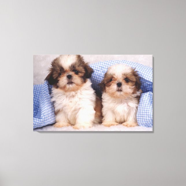 Shih Tzu puppies under a checked blanket Canvas Print (Front)