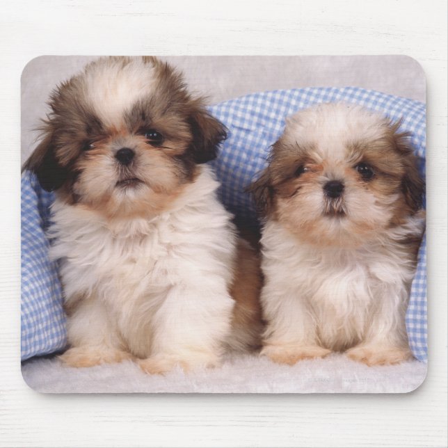 Shih Tzu puppies under a checked blanket Mouse Mat (Front)