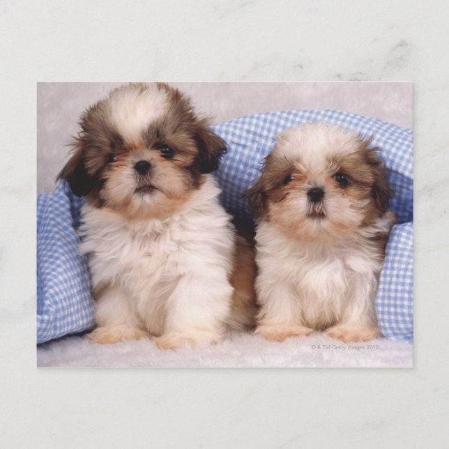 Shih Tzu puppies under a checked blanket Postcard (Front)