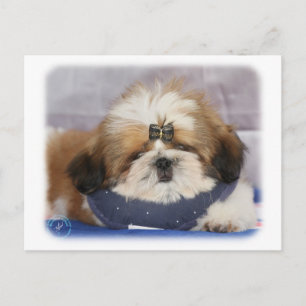 Shih Tzu puppy 9Y506D-041 Postcard