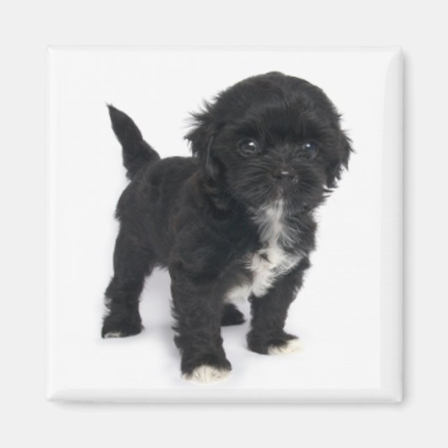 Shih Tzu Puppy Dog Black And White Shihtzu Magnet (Front)