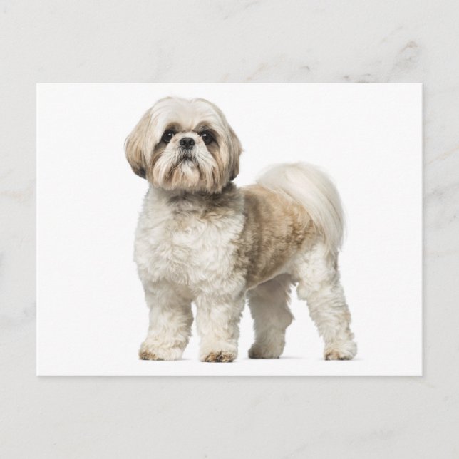 Shih Tzu Puppy Dog - Hello, Love, Miss You Postcard (Front)