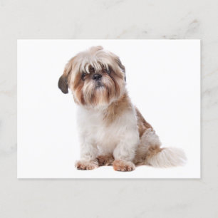 Shih Tzu Puppy Dog Postcard