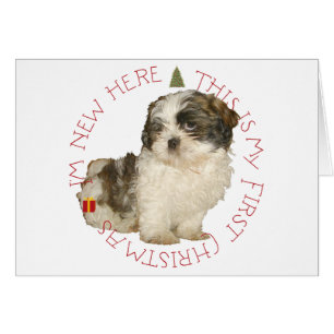 Shih Tzu Puppy First Christmas