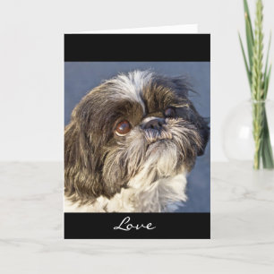 Shih Tzu Puppy Greeting Card - See Inside