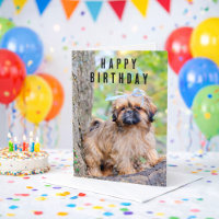 Shih Tzu Puppy Happy Birthday Card Cute Dog