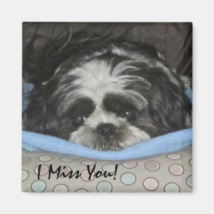 Shih Tzu Puppy Magnet - Order as is or Personalise