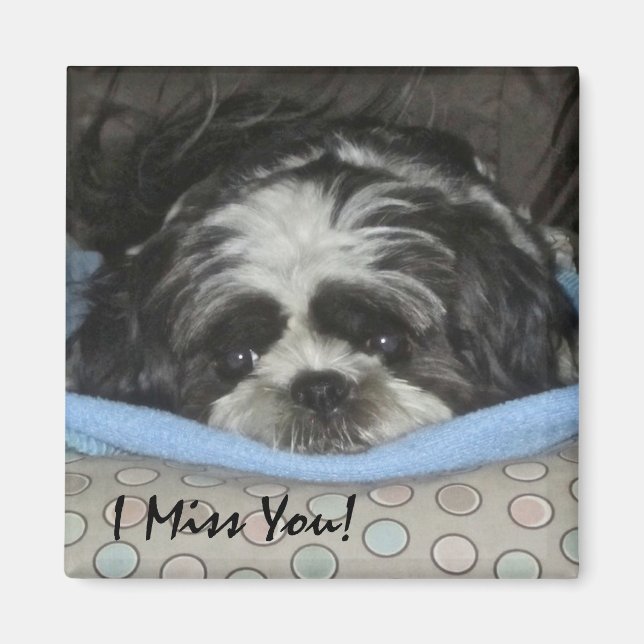 Shih Tzu Puppy Magnet - Order as is or Personalise (Front)