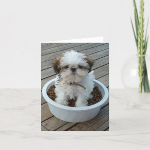 Shih Tzu Puppy Notecards