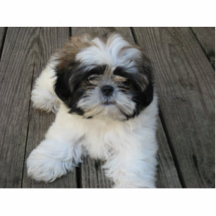 Shih-tzu Puppy Photo Sculpture Decoration