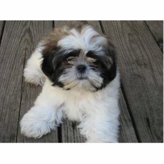 Shih-tzu Puppy Photo Sculpture Decoration