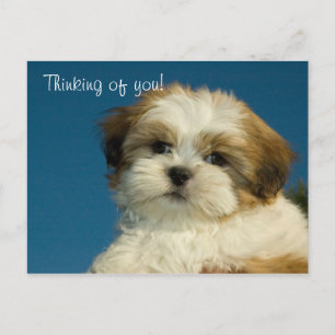 Shih Tzu Puppy "Thinking of you" PostCard