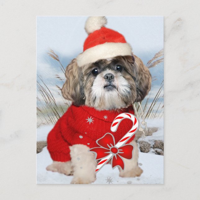Shih Tzu Santa Paws gifts Holiday Postcard (Front)