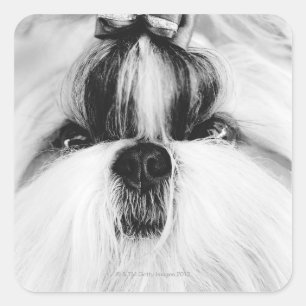 Shih Tzu Square Sticker