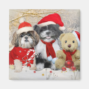 Shih Tzu & Teddy Bear Xmas Card Magnet