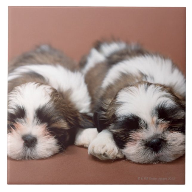 Shih Tzu Tile (Front)