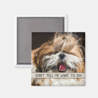 Shih tzu tongue funny Don't tell me what to do
