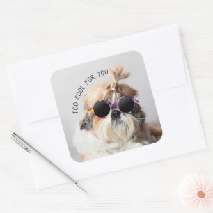 Shih Tzu Too Cool for you Sunglasses Photo Square Sticker