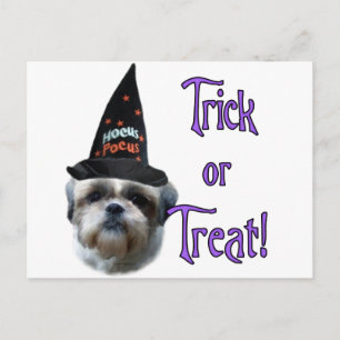 Shih Tzu Trick Postcard
