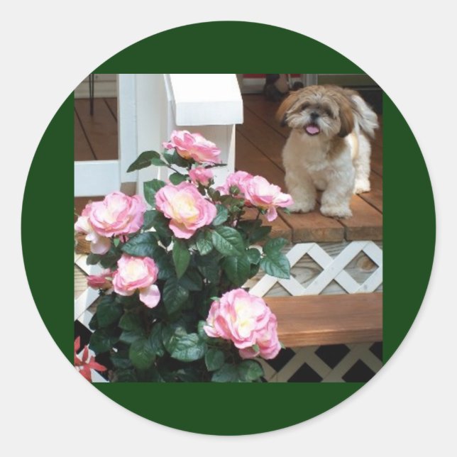 Shih Tzu with Spring Flowers Classic Round Sticker (Front)