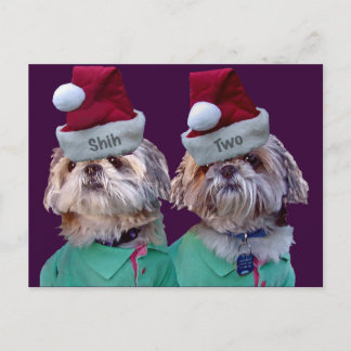 Shih Tzues Shih Two Christmas Greeting Card