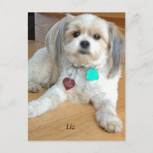 Shih TzuX  named Liz Postcard