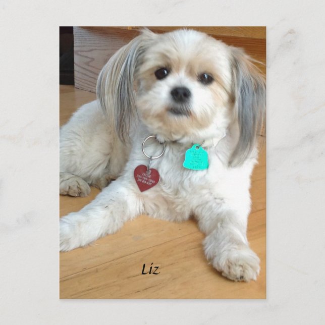 Shih TzuX  named Liz Postcard (Front)