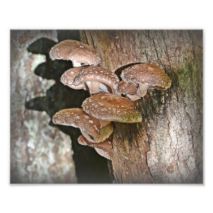 Shiitake Mushroom Photo Print