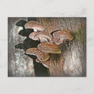 Shiitake Mushroom Postcard