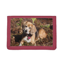 Shiloh the Beagle