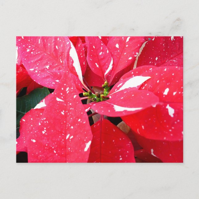 Shimmer Star Surprise Poinsettia Holiday Floral (Front)