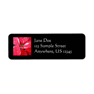 Shimmer Star Surprise Poinsettia Holiday Floral