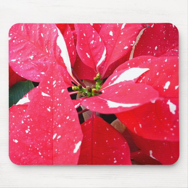 Shimmer Star Surprise Poinsettia Holiday Floral Mouse Mat (Front)