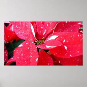Shimmer Star Surprise Poinsettia Holiday Floral Poster