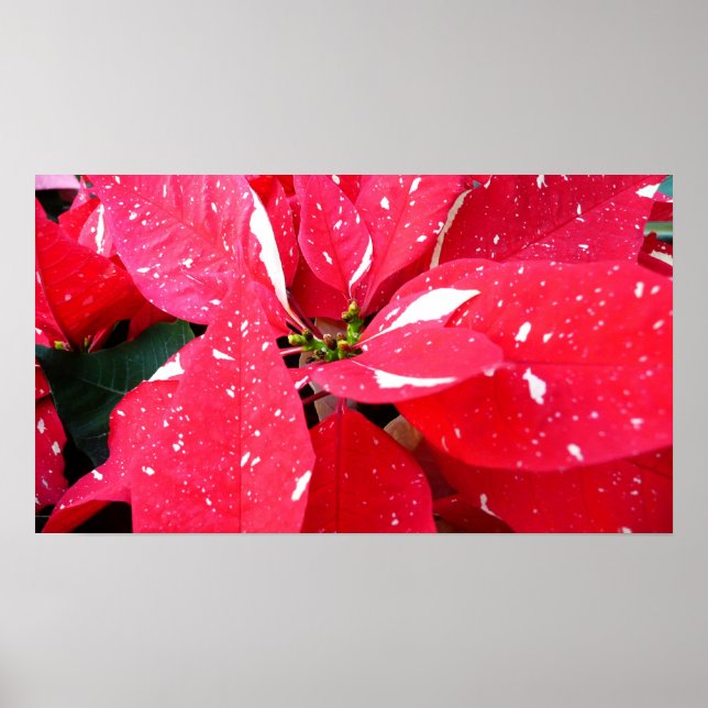 Shimmer Star Surprise Poinsettia Holiday Floral Poster (Front)