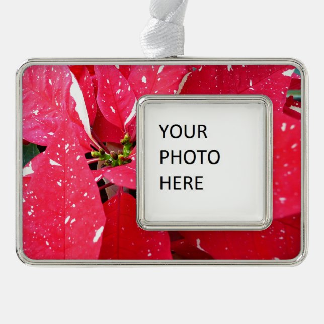 Shimmer Star Surprise Poinsettia Holiday Floral Silver Plated Framed Ornament (Front)