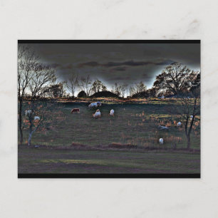 Shimmering Cows Postcard