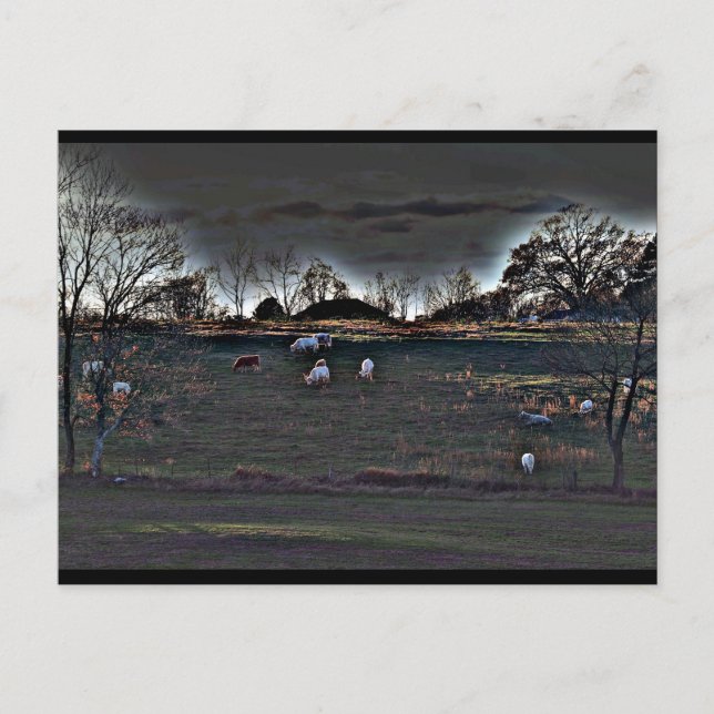 Shimmering Cows Postcard (Front)