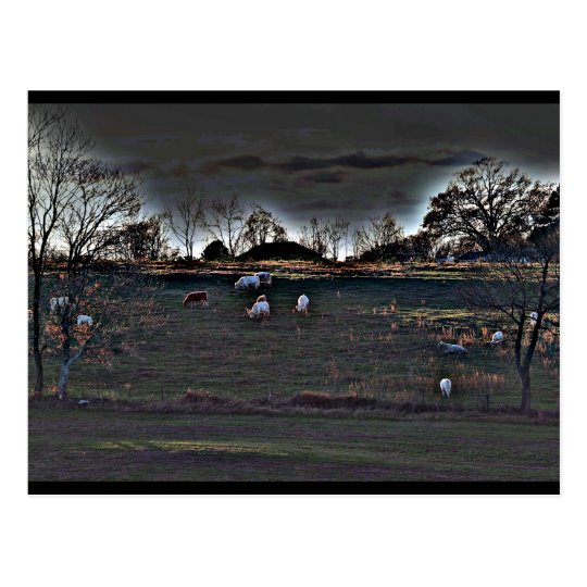 Shimmering Cows Postcard