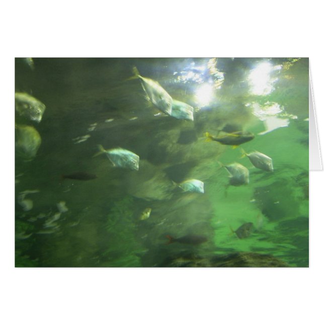 Shimmering Fish (Front Horizontal)