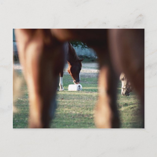 Shine on Lady Lynx Postcard (Front)