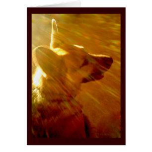 Shine On Me German Shepherd Sympathy Poem Card